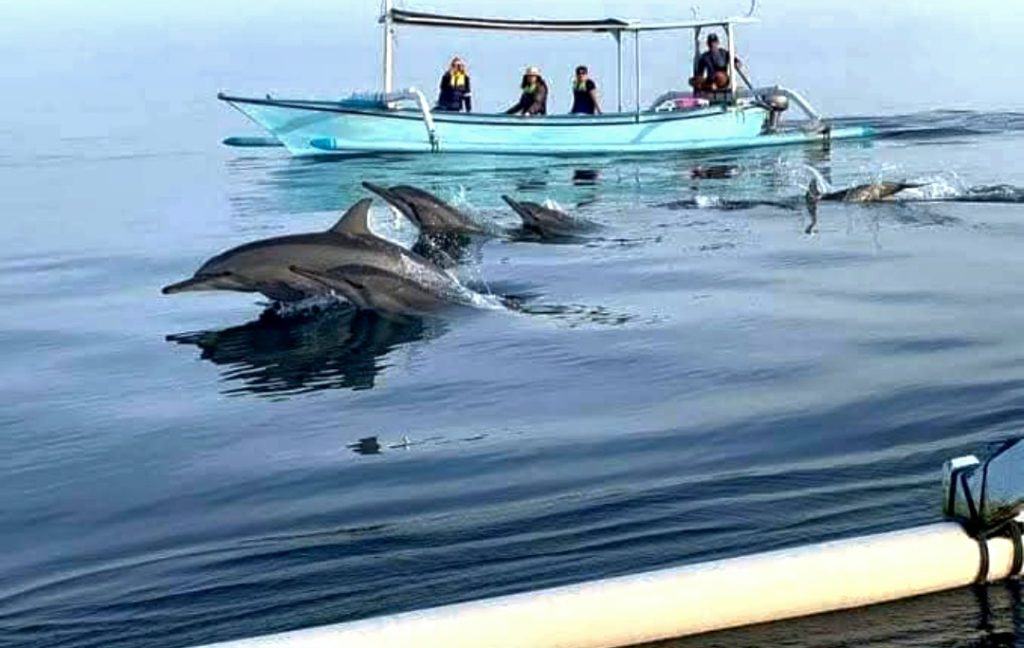 Dolphin tour
